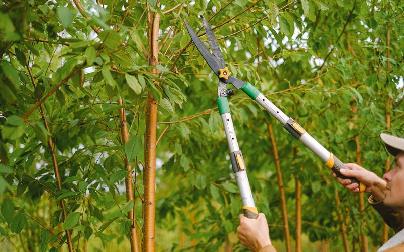 Tree trimming in Saint Michael, AK